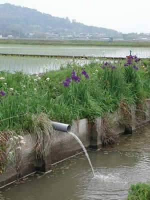 irrigation