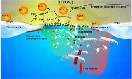 fig_4_chemical_fr