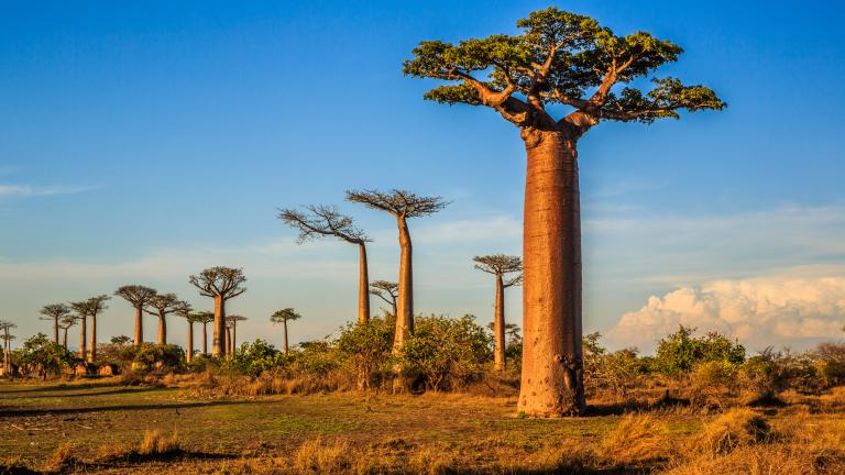 Baobab trees at sunset at the avenue of the baobabs in Madagascar