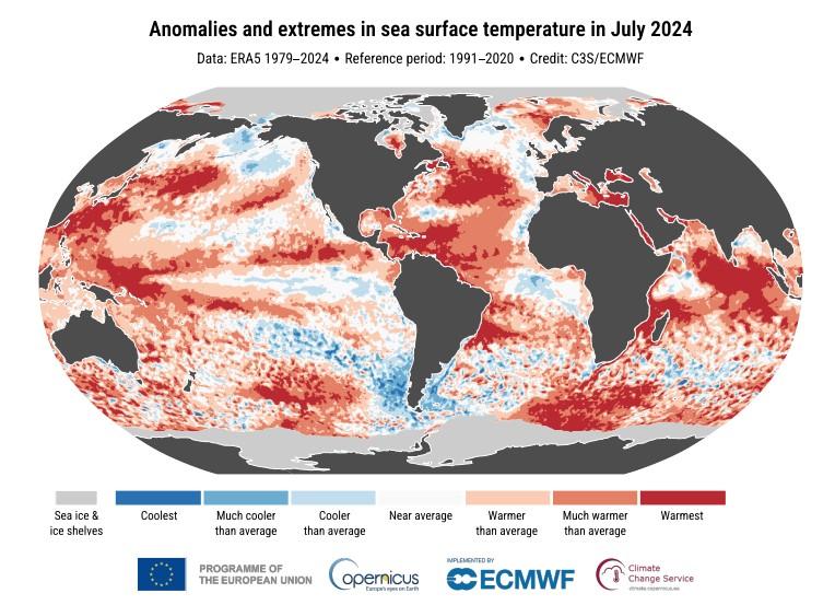 A global map showing sea surface temperature anomalies in July 2024. Red areas indicate warmer than average temperatures, while blue areas indicate cooler than average temperatures.