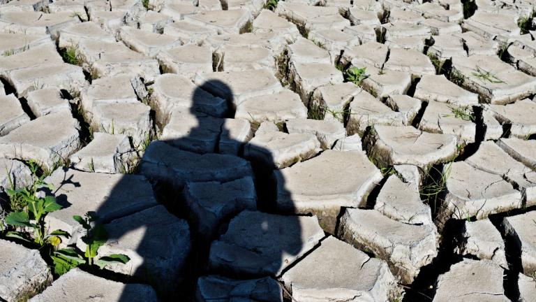 Shadow of a person on cracked, dry earth with small plants growing in some cracks.