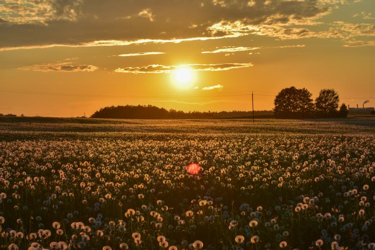 A field of dandelions at sunset, with the sun low in the sky casting warm light across the landscape. Trees and clouds line the horizon.