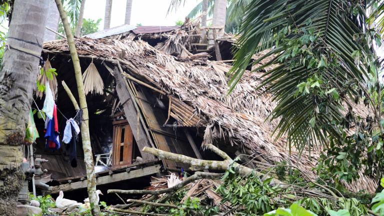 A wooden house with a thatched roof partially collapsed, surrounded by fallen trees and tropical vegetation.