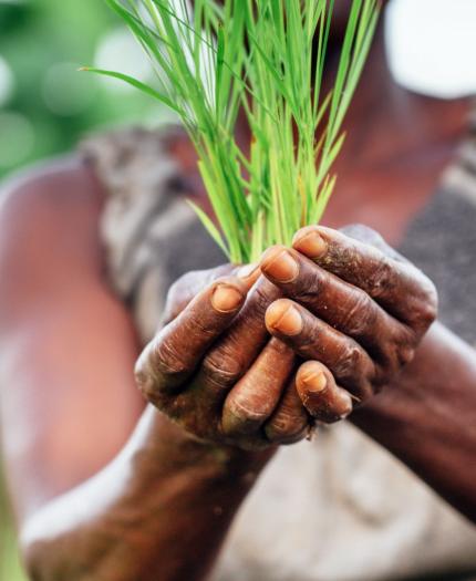 A woman is holding a green plant in her hands.