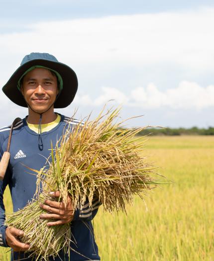 A person in a hat and blue long-sleeve shirt stands in a field holding a bundle of harvested crops.